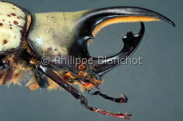 Dynastes hyllus.JPG - in "Portraits d'insectes" ed. SeuilDynastes hyllusDynasteHercules beetleColeopteraDynastidaeMexique